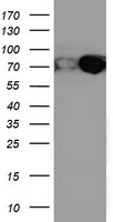 TP53 Antibody