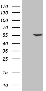 TP53 Antibody