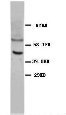P53 Tp53 Mouse Monoclonal Antibody