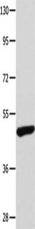 TP63 Antibody