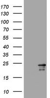 p73 Antibody