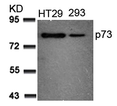 p73 (Ab-99) Antibody