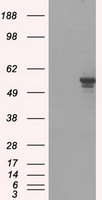 p75 NGF Receptor Antibody