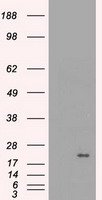 p75 NGF Receptor Antibody