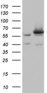 NBN Antibody