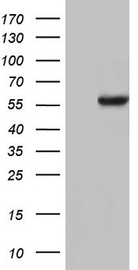 p95 NBS1 Antibody