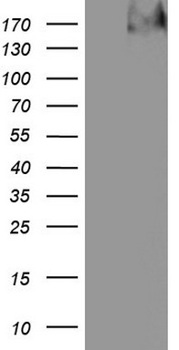 NBN Antibody
