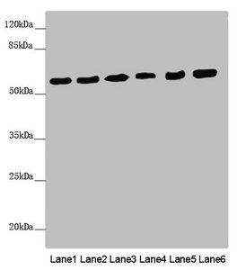 PACSIN2 Antibody