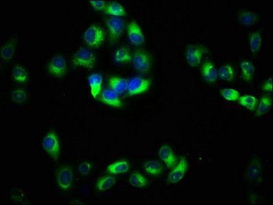 PACSIN2 Antibody