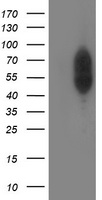 PACSIN3 Antibody