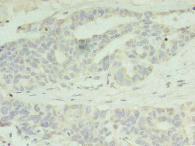 PAFAH1B2 Antibody