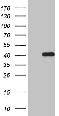 PAFAH1B3 Antibody