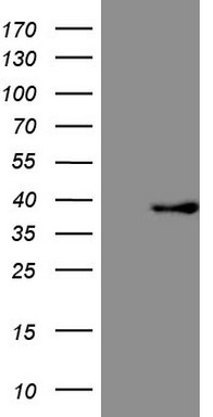 PAFAH1B3 Antibody