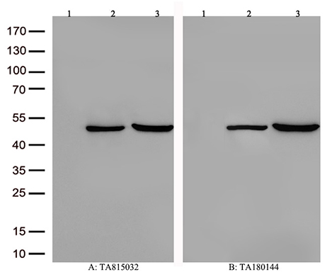 PAH Antibody
