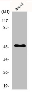 PAH Antibody