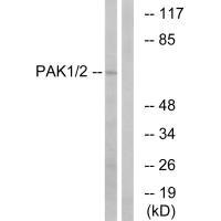 PAK1 Antibody