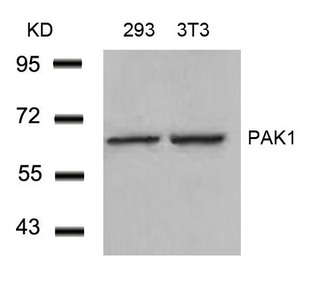 PAK1 Antibody
