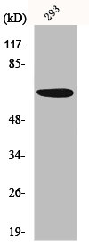 PAK1 Antibody