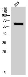 PAK1 Antibody