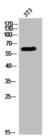PAK1/PAK2/PAK3 Antibody