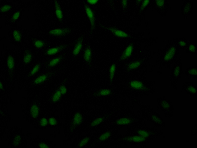PAK1 Antibody