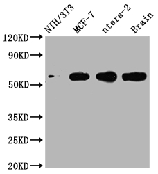 PAK1 Antibody