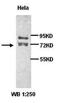 PAK1 Rabbit Polyclonal Antibody