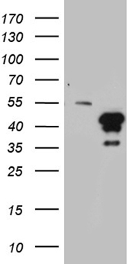 PAK4 Antibody