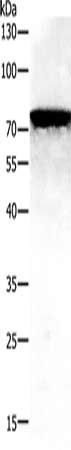 PAK5 Antibody