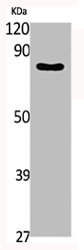 PAK5 Antibody