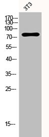 PAK5 Antibody