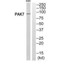 PAK5 Antibody
