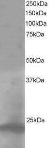 Pallidin Antibody