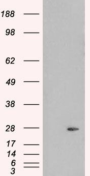 Pallidin Antibody