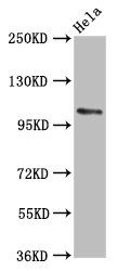 PAM Antibody
