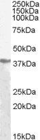 pan ADH Antibody