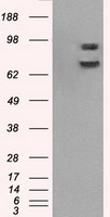 PPY Antibody