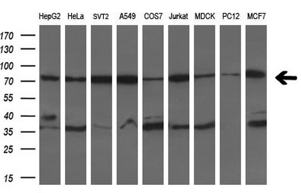 PPY Antibody