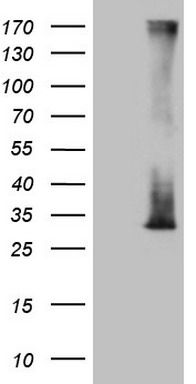PAPSS2 Antibody