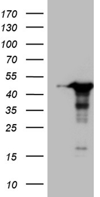 PAPSS2 Antibody