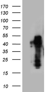 PAPSS2 Antibody