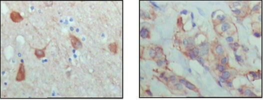 PAR4 Antibody