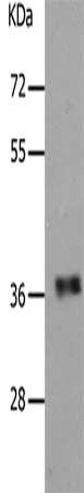 PARD6A Antibody