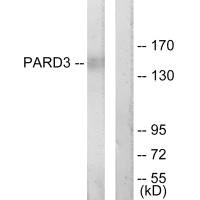 PARD3 Antibody