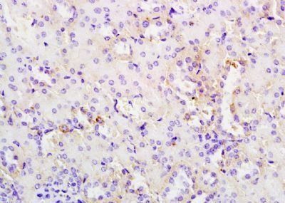 PARD6B Rabbit Polyclonal Antibody