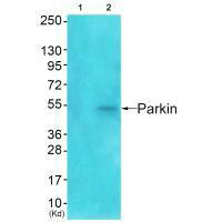 PRKN Antibody
