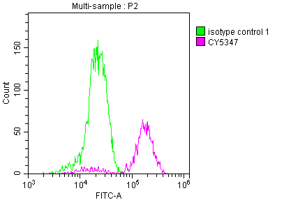 PARP1 Antibody