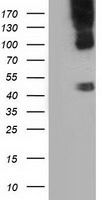 PASK Antibody
