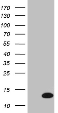 PAX3 Antibody
