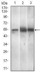 PAX3 Antibody